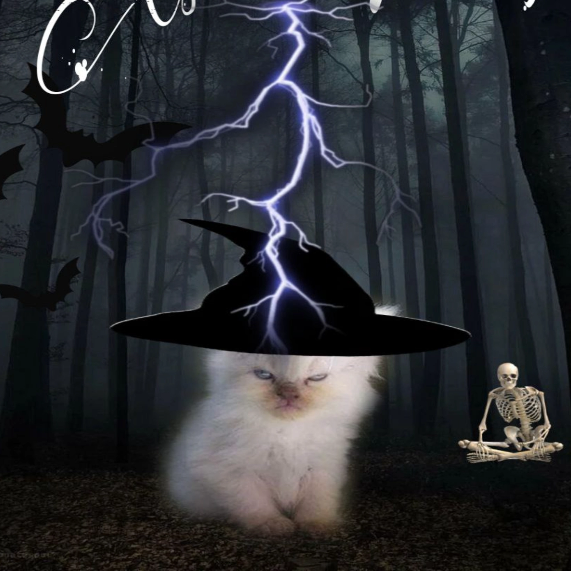 Cat sorcerer