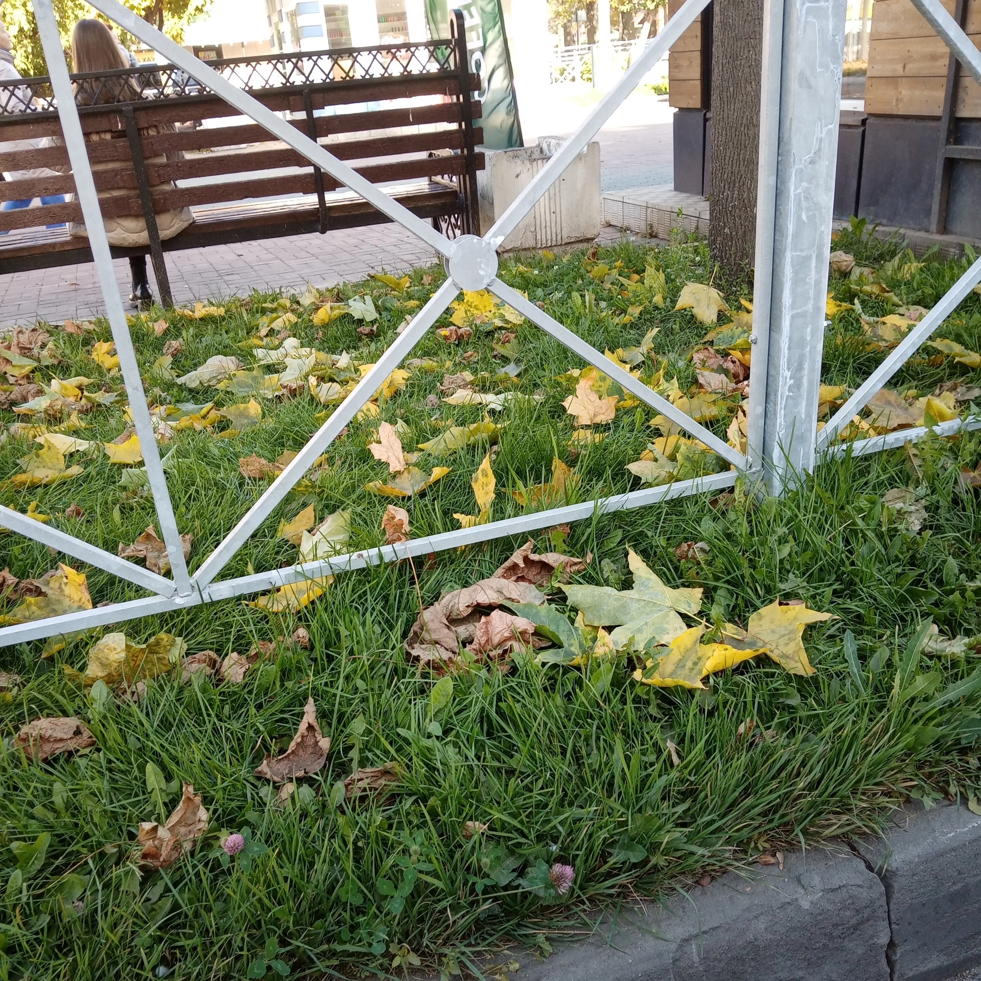 Осенний дождь.